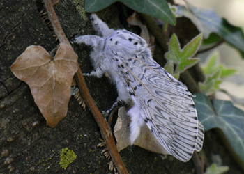 Großer Gabelschwanz (Cerura vinula ) - © Leo Kuzmits